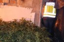 Detenidas cinco personas como presuntas responsables de un cultivo de cannabis en Orihuela (Alicante)