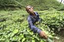 A worker plucks tea leaves at the Amchong tea estate in the northeastern Indian state of Assam