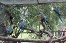 In this March 2013 photo released by the Noel Kempff Mercado Foundation, macaws perch on trunks inside a caged breeding center in the Amazon near the city of Trinidad, in the state of Beni, Bolivia. These birds are of the six endangered macaws flown from Britain to Bolivia in hopes that they can help save a species devastated by the trade in wild animals, international conservation experts said Tuesday, March 13, 2013. The birds, with blue wings and a yellow breast, arrived last week at the conservation center in northeastern Bolivia, close to their natural habitat, and the local Noel Kempff Foundation said it hopes to breed or release them. (AP Photo/Jose Diaz, Noel Kempff Mercado Foundation)