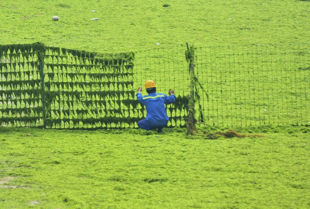 A worker cleans algae off a fence near the coastline in Qingdao