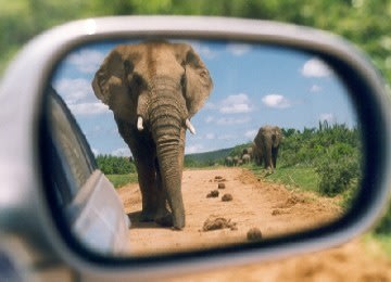 Marah karena Difoto, Gajah Jantan Tanduk Turis Australia Hingga Tewas