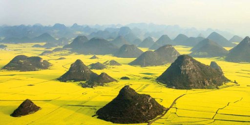 Lautan Kuning di Tengah Pedesaan China 21