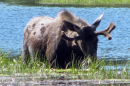 A moose grazes on aquatic plants just east of Grand Teton National Park near Jackson, Wyo. (Mead Gruver/AP)