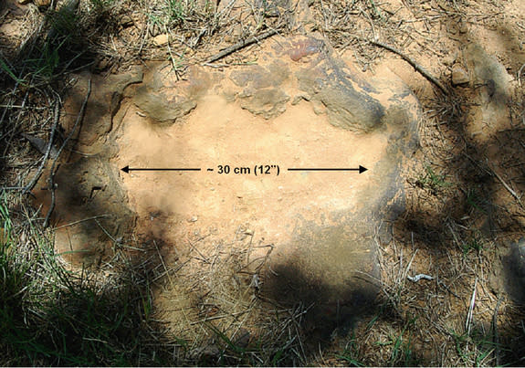 Dinosaur Footprints Lifted from NASA's Backyard