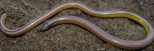 4 Legless Lizard Species Discovered in California