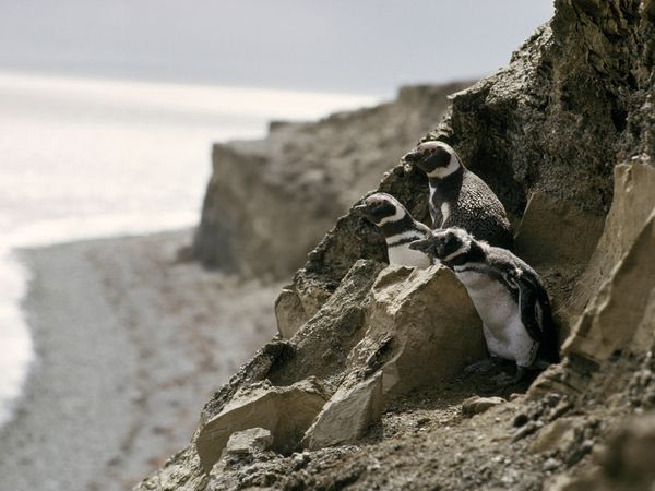 Magellanic Penguins Patag …