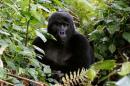 Endangered mountain gorilla from the Bitukura family, rests among vegetation inside a forest in Bwindi Impenetrable National Park