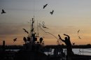 EU ministers reach deal on fish discards ban