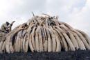A Kenya Wildlife Service ranger stacks elephant tusks on a pyre near Nairobi