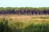 Junta de Andalucía saca a información pública la propuesta de ampliación de la Reserva de la Biosfera de Doñana