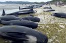 An estimated 666 pilot whales were stranded in two pods at Farewell Spit, on the northern tip of New Zealand's South Island