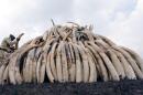 A Kenya Wildlife Service ranger stacks elephant tusks on a pyre near Nairobi