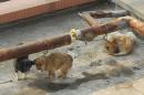 Dogs are seen on the roof of a medical school after photos of these dogs caused a public outrage on the Internet, in Xi'an