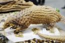 A stuffed pangolin is displayed at a news conference at JFK international Airport