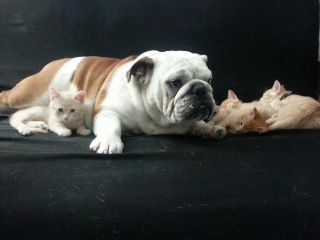 Bulldog Lovingly Mothers Brand New Kittens