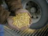 A handful of corn is shown as it is unloaded at the Lincolnway Energy plant in Nevada, Iowa