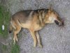 Δύο ζώα βρέθηκαν νεκρά από δηλητηριασμένα δολώματα στη Θεσσαλονίκη