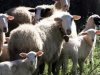 Κρήτη: Οικονομική καταστροφή για 86χρονο κτηνοτρόφο