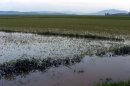 A flooded field after torrential rains hit North Korea's Sukchon county in 2010