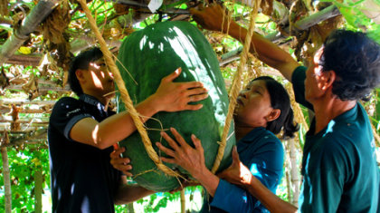 Chuyện lạ: Bí đao khổng lồ ở Việt Nam 3-5-jpg_000506