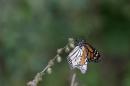 A Monarch butterfly rests on a plant in Angangueo