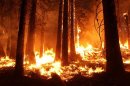 U.S. Forest Service handout photo shows the Rim Fire burning at night near Yosemite National Park, California