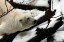 File photo of Tania, a 16 year-old polar bear, resting on a snow-capped rock at the Artis zoo in Amsterdam