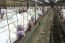 Butterball Farm Worker Guilty of Animal Cruelty