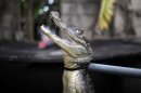 In this Dec. 5, 2012 photo, a caiman is held by its neck with a pole in a holding tank at the home of Daniel Montanez in the Los Naranjos neighborhood of Vega Baja, Puerto Rico. Caimans are native to Central and South America, but were introduced to Puerto Rico by stores such as Woolworth's that sold baby caimans the size of lizards as pets during the 1960s and 70s, Atienza said. When the caimans began to grow, people released them into the wild, where females rapidly reproduced, laying up to 40 eggs at a time. (AP Photo/Ricardo Arduengo)