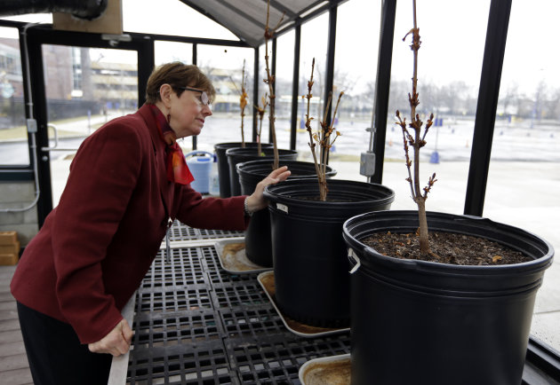 In this Monday, March 18, 2013 photo, Mary Fortney, learning resource development manager at the Indianapolis Children's Museum, looks over chestnut saplings from the tree outside Anne Frank's hiding spot in Amsterdam being cared for in the museum's greenhouse in Indianapolis. Eleven saplings grown from seeds taken from the massive chestnut tree that stood outside the home in which Frank and her family hid are being distributed to museums, schools, parks and Holocaust remembrance centers through a project led by The Anne Frank Center USA. (AP Photo/Michael Conroy)