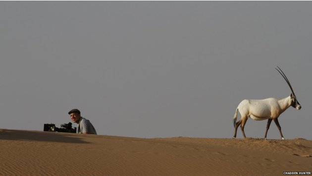 بالصور: روعة الحياة البرية في شبه الجزيرة العربية 130222122328-arabia-wildlife-jpg_091558