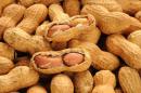 Small doses of peanut powder taken over several months seemed to induce tolerance in children with the potentially deadly allergy, a research team wrote Wednesday in The Lancet medical journal.