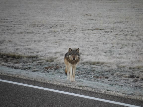 Lone Wolf Traveled More Than 450 Miles to Grand Canyon, DNA Confirms