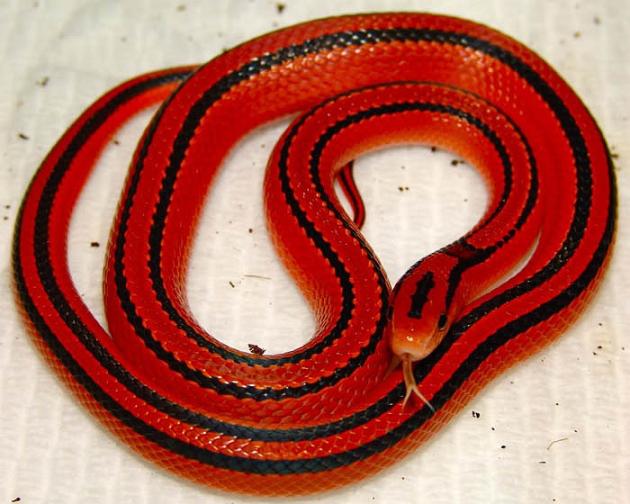 Bí ẩn loài rắn đỏ tuyệt đẹp ở Việt Nam