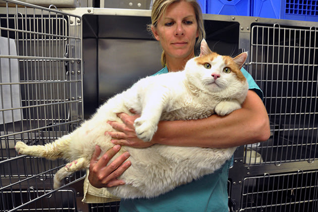 Kucing Obesitas Bernama 'Meow' Meninggal Meow-080512-630-01-jpg_070632