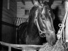 FILE - In this June 8, 1958, file photo, Tim Tam eats hay in a stall the day after the Belmont Stakes horse race at Belmont Park in Elmont, N.Y. The Calumet Farm bay colt finished second to Cavan by 5 1/2 lengths after running the final quarter-mile with a broken bone in his right front ankle. As I'll Have Another prepares to attempt to win the Belmont Stakes in his quest to become the 12th Triple Crown champion and first in 34 years on Saturday, June 9, 2012, The Associated Press takes a look at some of the 19 horses who won the Kentucky Derby and the Preakness, but came up short in the final leg of the Triple Crown, and how the race unfolded. (AP Photo/Jacob Harris, File)