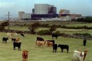 File photo of cattle grazing in front of the Wylfa nuclear power plant in Anglesey, Wales