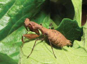 'Vicious' New Praying Mantis Discovered in Rwanda