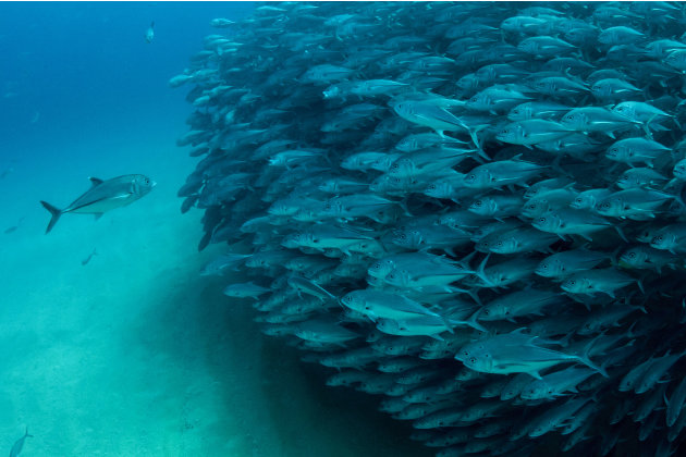 صور مذهلة لأسماك تعشق التصوير 3-CATERS-Diver-Takes-A-School-Photo-04-jpg_215004