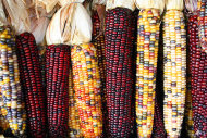 全球穀物的種類大幅減少，恐引發糧食危機。（photo by 維基百科）
