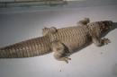 Handout photo of eight foot alligator taken from home by Los Angeles Animal Control Department