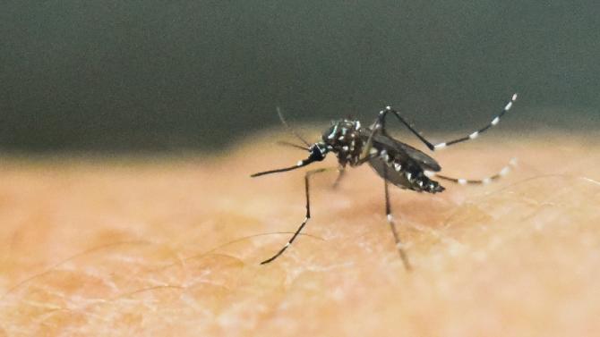 The Zika virus is transmitted by the Aedes Aegypti mosquito and cannot spread between humans