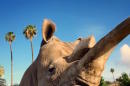 Goodbye, Nola: Only 3 Northern White Rhinos Remain in the World