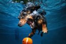 Photos: Dogs play chase underwater with bared teeth, bubbles