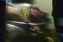 ALTERNATE CROP - This still frame from video shows Boston Marathon bombing suspect Dzhokhar Tsarnaev visible through an ambulance after he was captured in Watertown, Mass., Friday, April 19, 2013.A 19-year-old college student wanted in the Boston Marathon bombings was taken into custody Friday evening after a manhunt that left the city virtually paralyzed and his older brother and accomplice dead. (AP Photo/Robert Ray)