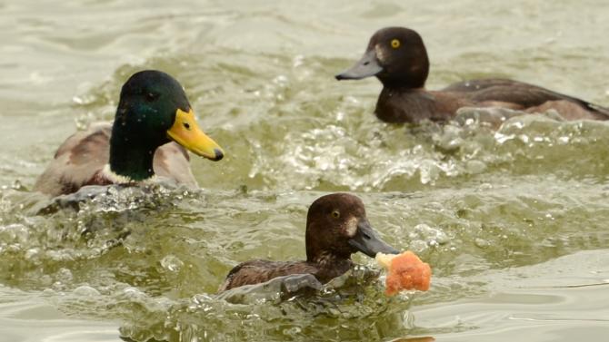 A man was whacked with the bird while he filmed the annual &quot;duck chase&quot; in the Catalonian seaside town of Roses, where every August ducks are thrown into the Mediterranean and then caught and brought back to the shore by swimmers