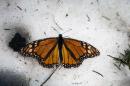 North American governments have taken steps since last year to protect the monarch butterfly, which crosses Canada and the United States each year to hibernate on the fir and pine trees of Mexico's western mountains
