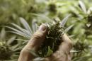 Official: Bidders compete for Uruguay pot business