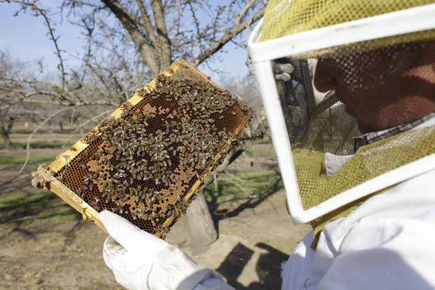 Bee inspector Neil Trent of Scientific Ag Co., inspects a frame of bees to assess the colony strength Tuesday, Feb. 12, 2013, near Turlock, Calif. Trent says some bee hives in the state have weak colonies of bees, spelling a bee shortage in time for almond bloom. (AP Photo, Gosia Wozniacka)