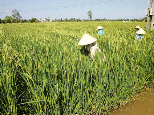 Kiểm tra vụ “người Trung Quốc thuê đất trồng lúa”